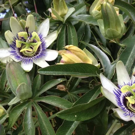 Daire Au Bord De L'eau Avec Terrasse Et Menage Inclus - Fr-1-251-307 Le Lavandou