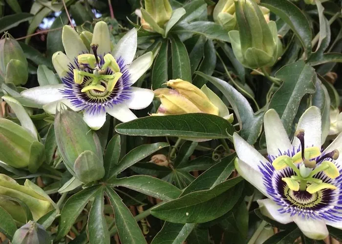 Daire Au Bord De L'eau Avec Terrasse Et Menage Inclus - Fr-1-251-307 Le Lavandou