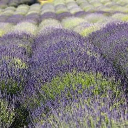 Au Bord De L'eau Avec Terrasse Et Menage Inclus - Fr-1-251-307 アパート ル・ラヴァンドゥー