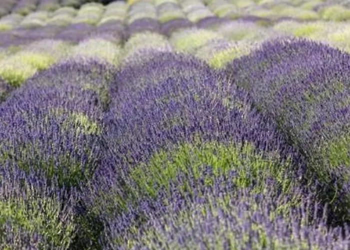 Au Bord De L'eau Avec Terrasse Et Menage Inclus - Fr-1-251-307 Apartment Le Lavandou